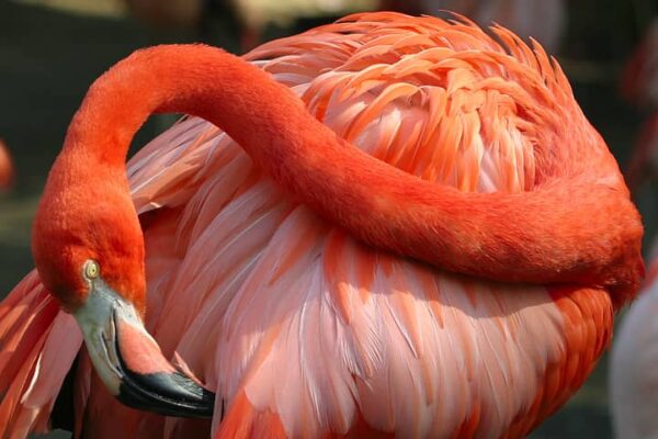Lightmatter_flamingo2